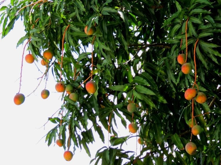 A Giving Land: Mango Season - Costa Palmas East Cape
