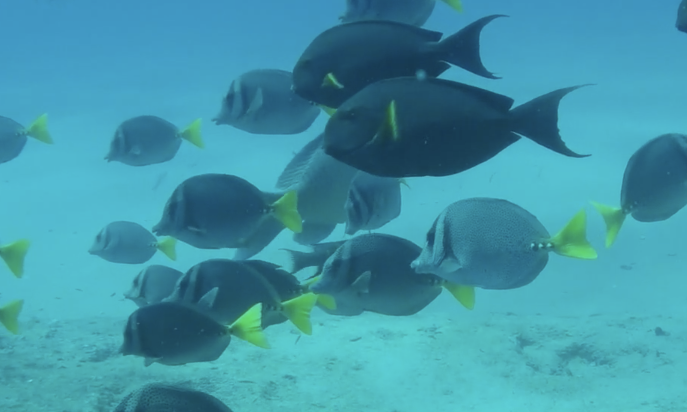 Scuba diving in Baja California you'll see fish like this school of yellow-tail surgeonfish