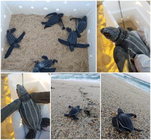 Leatherback Turtle Realease Costa Palmas